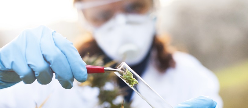 Young woman preparing homeophatic medicine from marijuana plant